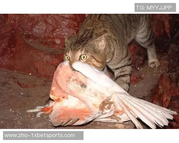 大班与野猫的激烈对决揭示了野生动物生存的残酷法则与生态平衡的重要性 大班与野猫的激烈对决揭示了野生动物生存的残酷法则与生态平衡的重要性